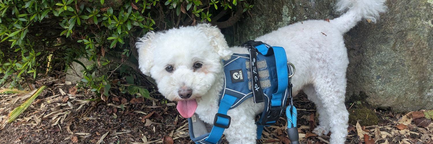 あけび先生⭐ banner