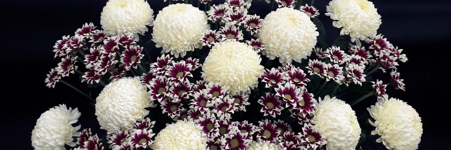 Andy done Dunbar mark 2 banner