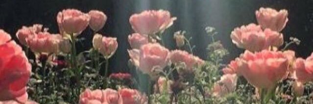 أريج العمار 🦋 banner