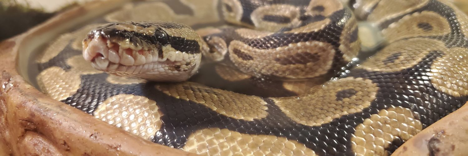 OfNatureAndPets's profile banner image