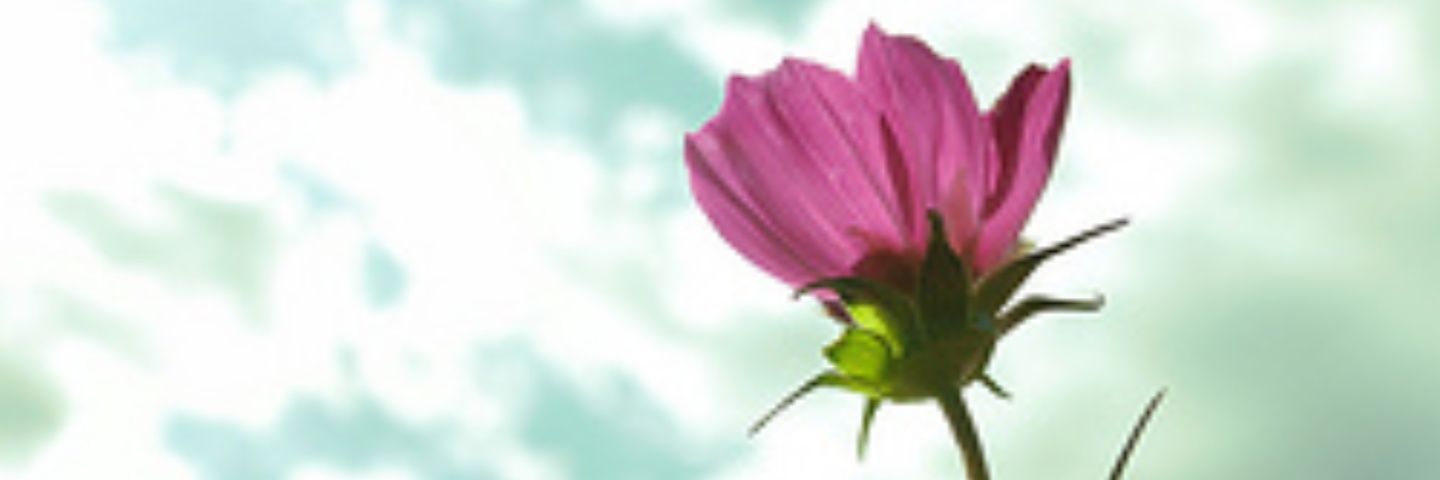 ryurin116's profile banner image