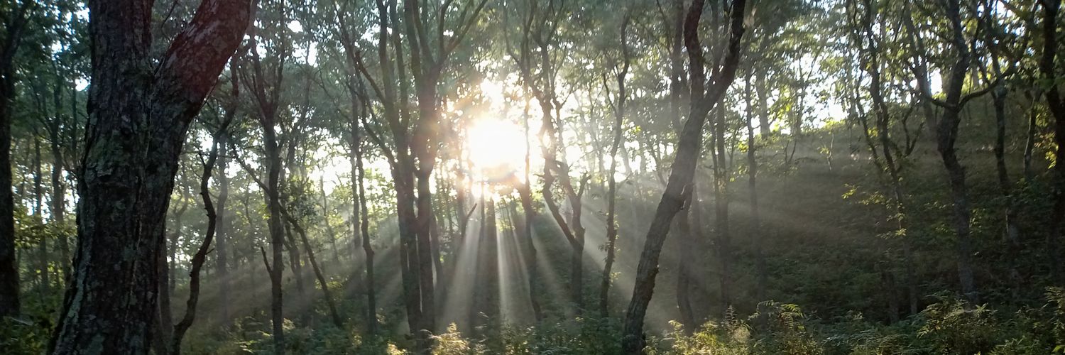 dandeliontpp's profile banner image