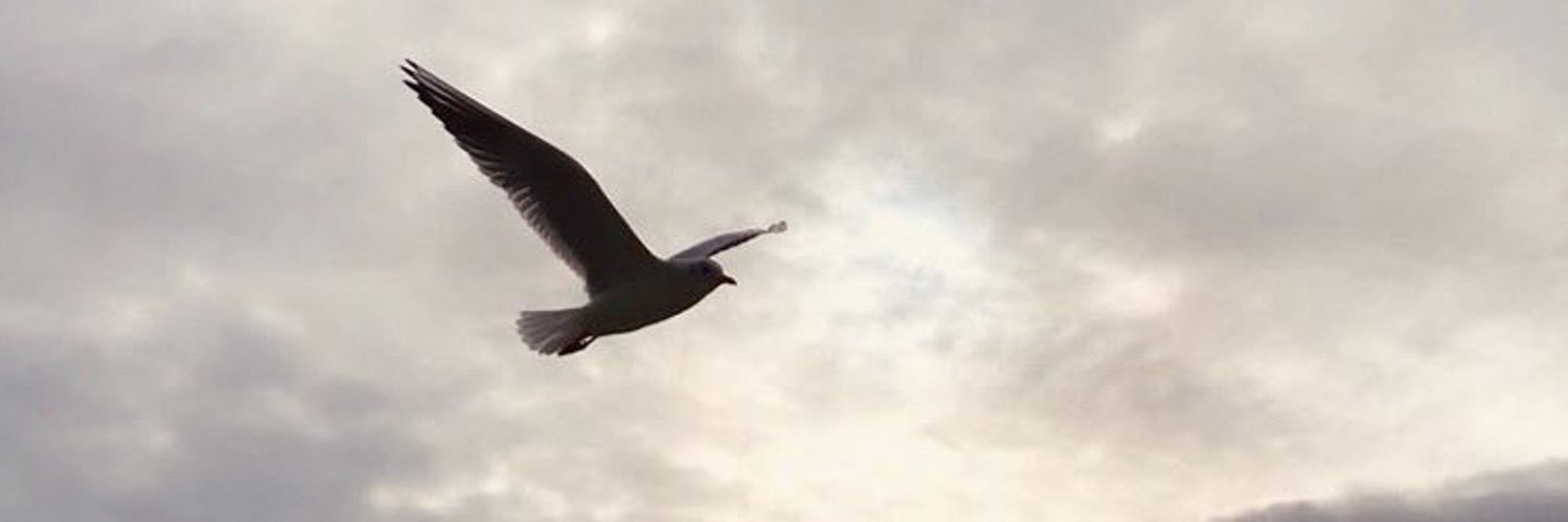 lli36_r's profile banner image