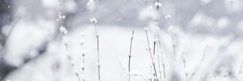 vikataleriko's profile banner image