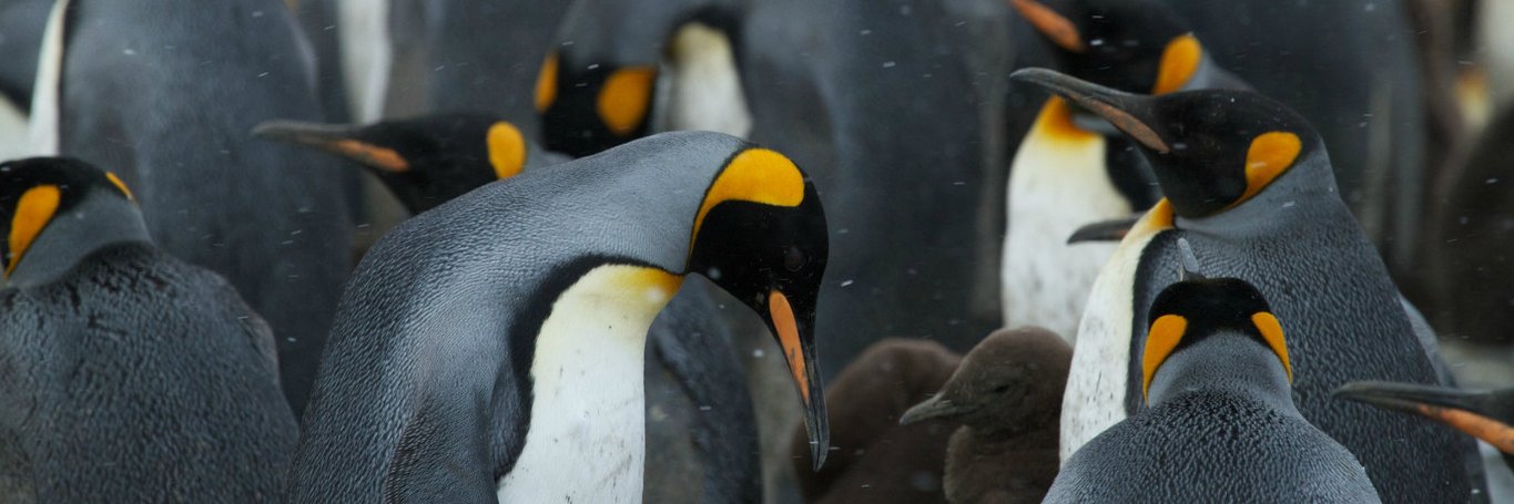 linuxsc's profile banner image