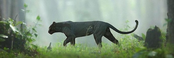 Wakanda4vr Profile Banner