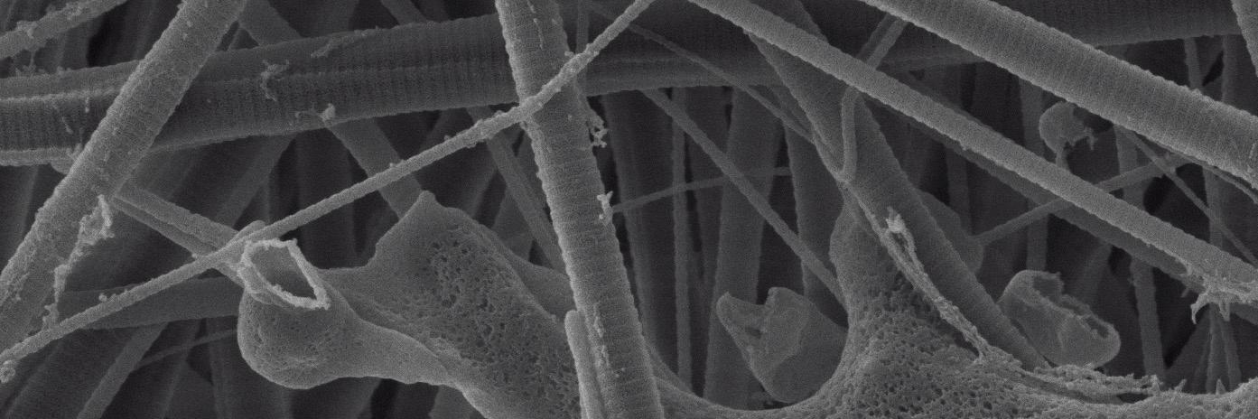 Irit Sagi's Lab banner