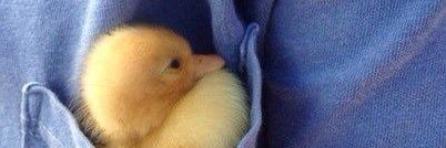 Ped_WMN's profile banner image