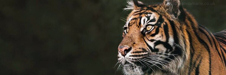 AnnaMarie_Photo's profile banner image