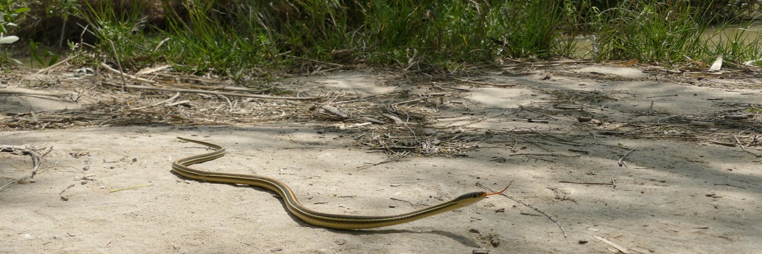 Wild Snake Identification banner