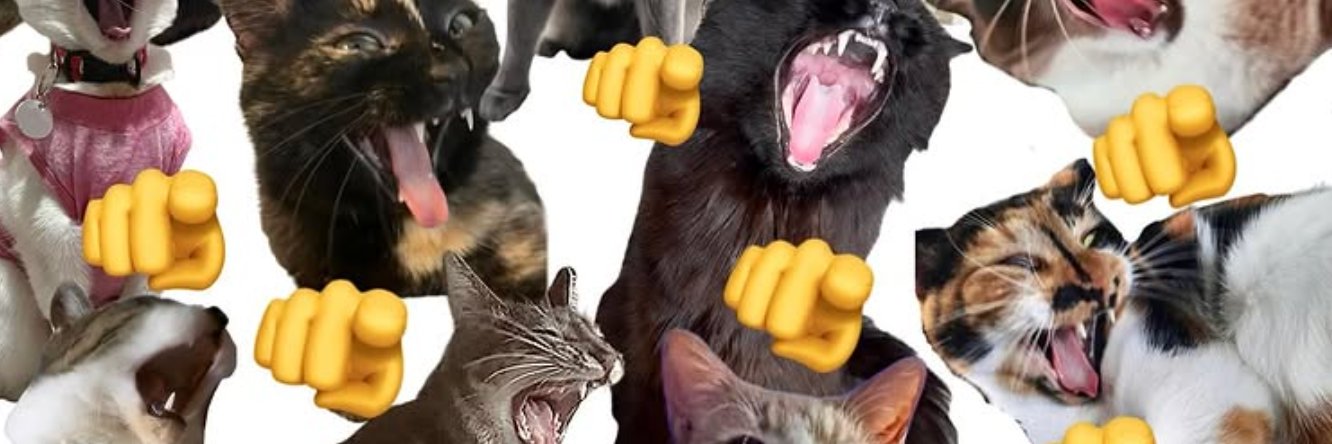 catboy bebop banner