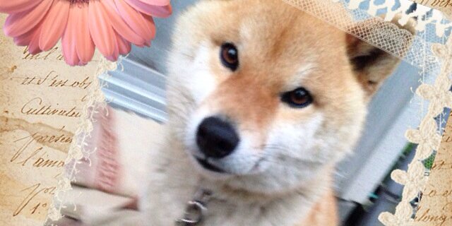qoo_renofa09's profile banner image
