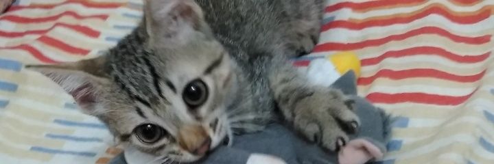Danizinhatj's profile banner image