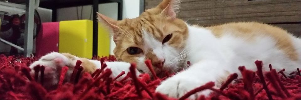 RachelAlbuque's profile banner image