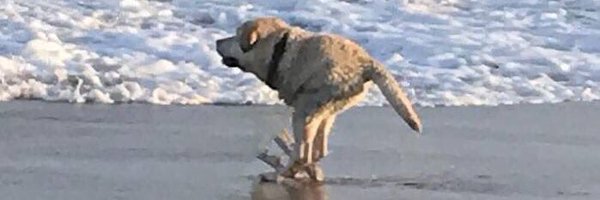 dogsoutofcontxt Profile Banner