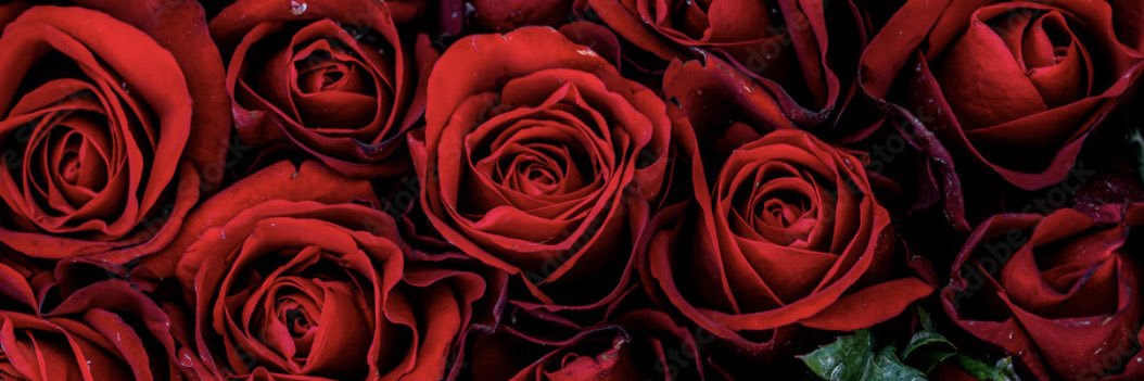 ♕𝒬𝓊𝑒𝑒𝓃 𝐻𝒶𝓇𝓅𝑒𝓇 banner