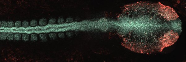 BronnerLab Profile Banner
