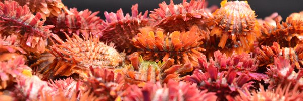 ForoFIRMA Profile Banner