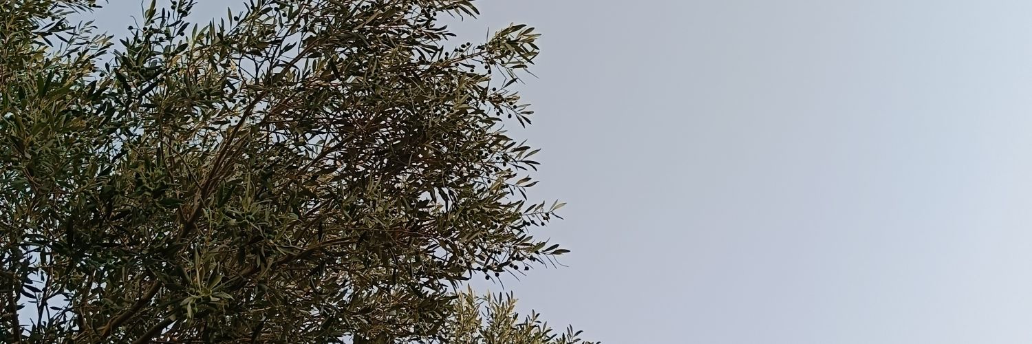 sese_sss's profile banner image