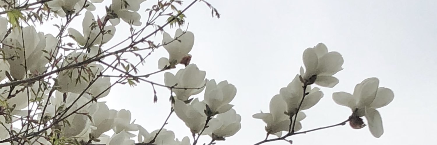kohrogi_jo's profile banner image