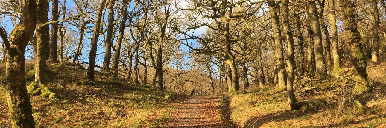 Carol Webster banner