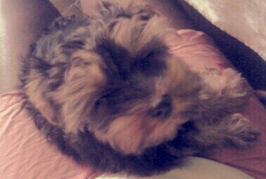 pirandoaospoucos banner