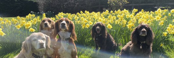 diventpanicpet Profile Banner