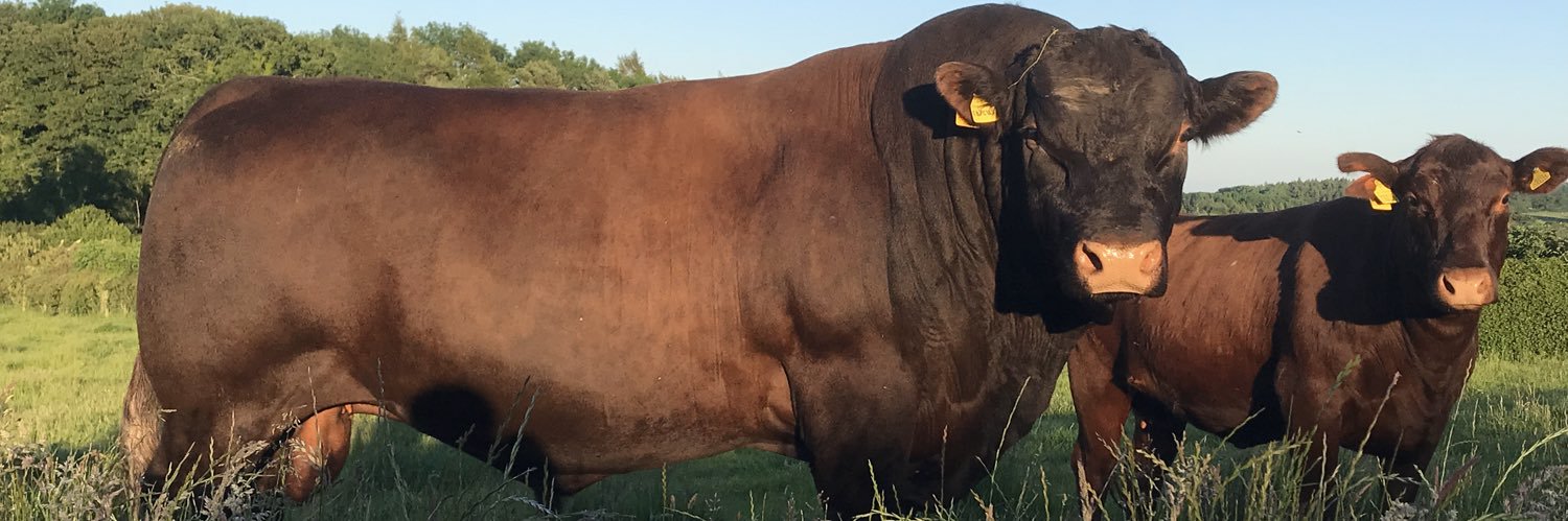 Andrew Loftus banner