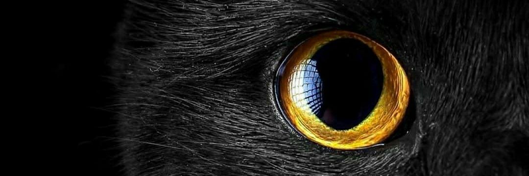 W77Ha77a's profile banner image