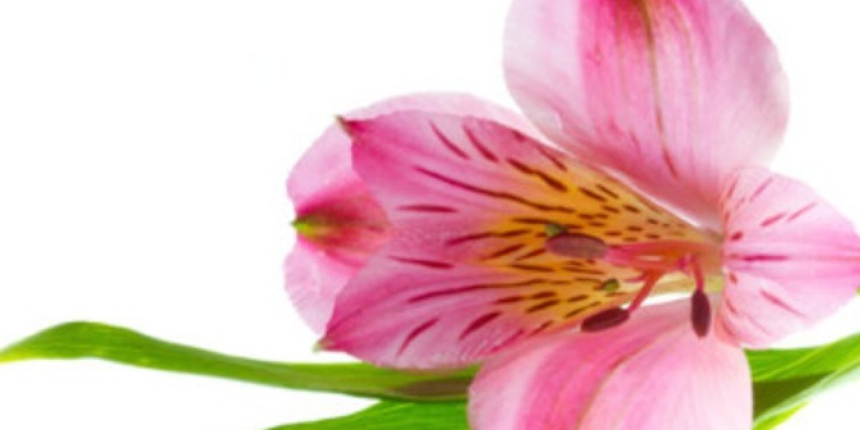 inmapage's profile banner image