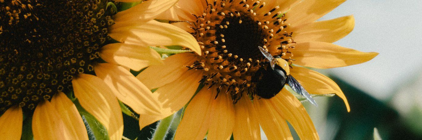 bee🧚🏻‍♀️ banner