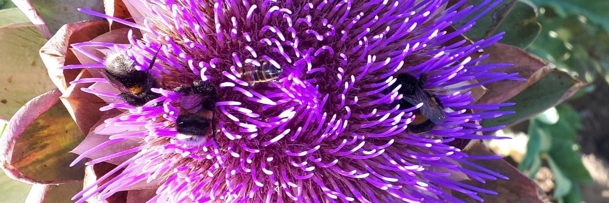 HomeSweetHyam banner