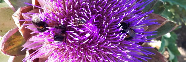 HomeSweetHyam Profile Banner