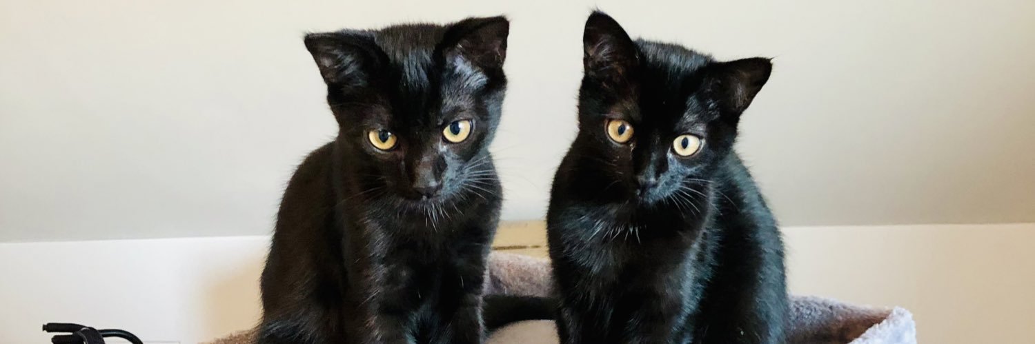 SewMeow's profile banner image