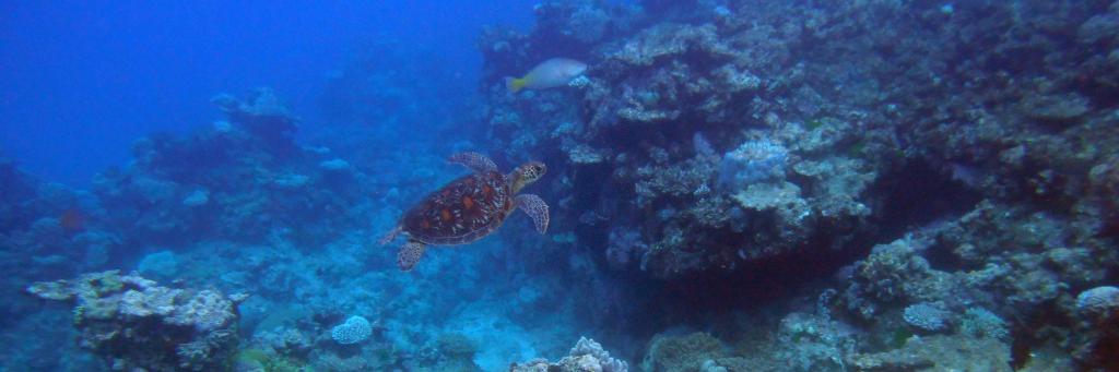 Stephen Pollo banner