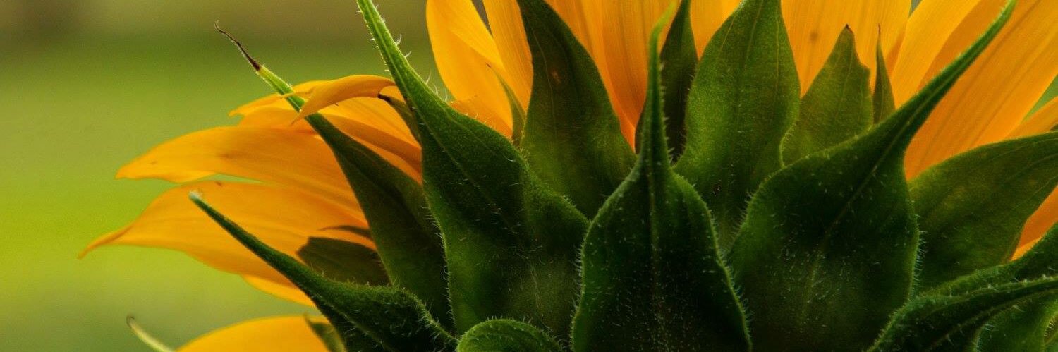 susanchavis's profile banner image