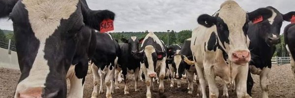 pedrocattle Profile Banner