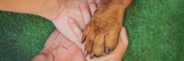 PetRefuge Profile Banner