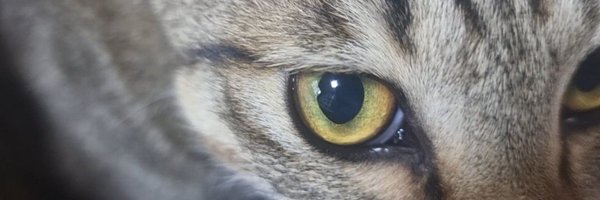 Meranja__Lnm Profile Banner