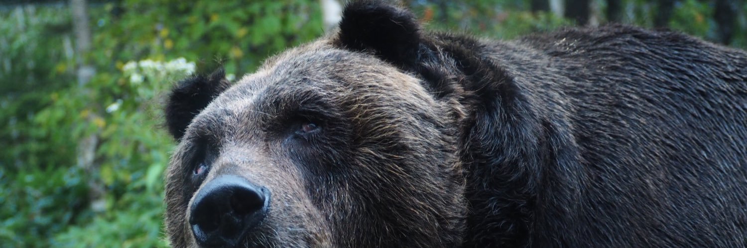 きなこ🐻クマ活 banner