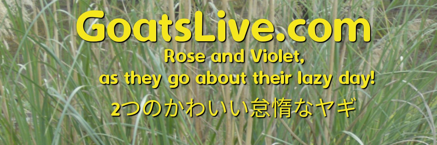 Live Goats 24/7 🐐 banner