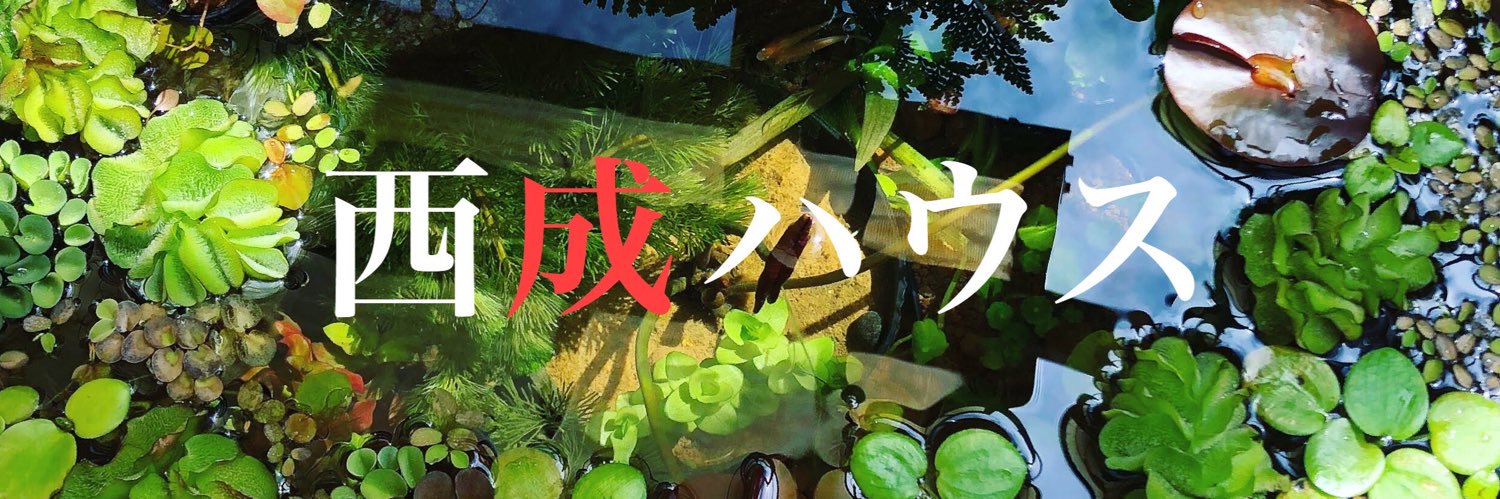 千葉公平🪴よしもと新喜劇🪴 banner