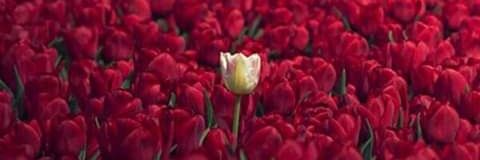 Ãĉhõur Łãďĵilat banner