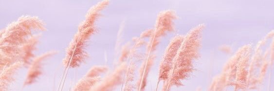 Fesaheaster_'s profile banner image