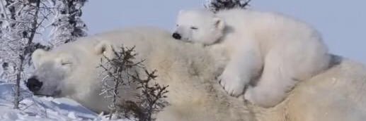 behiç rüştüoğlu banner