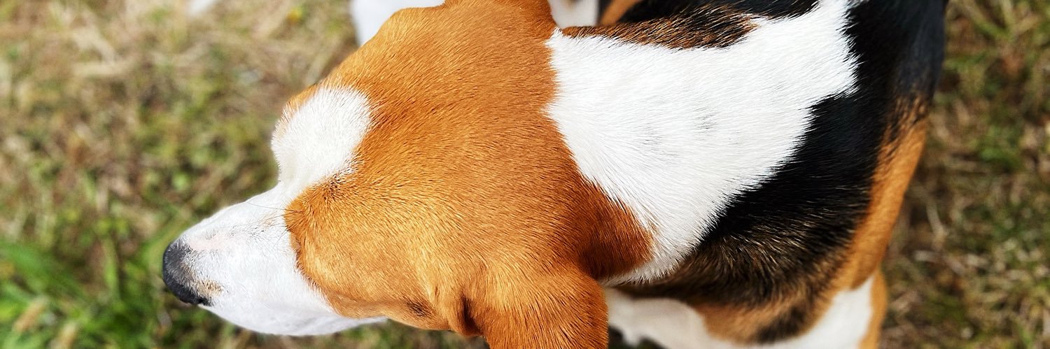 MelyssaGougeon's profile banner image