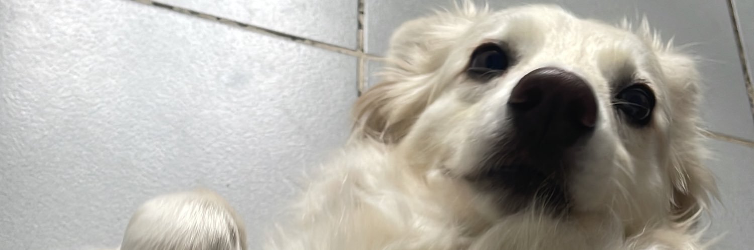 camy banner