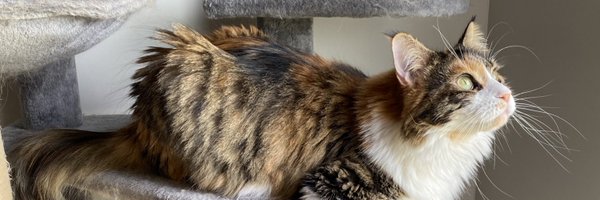 Ceartas4 Profile Banner