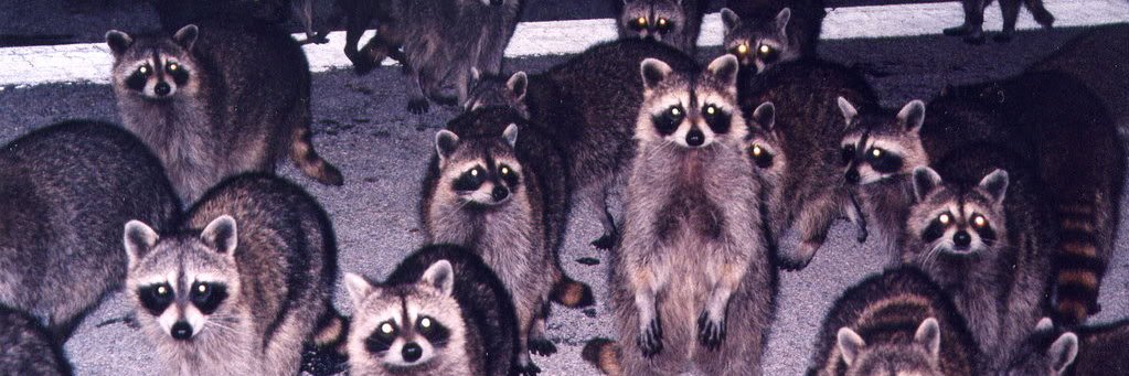 🦝Zarine🦝 banner