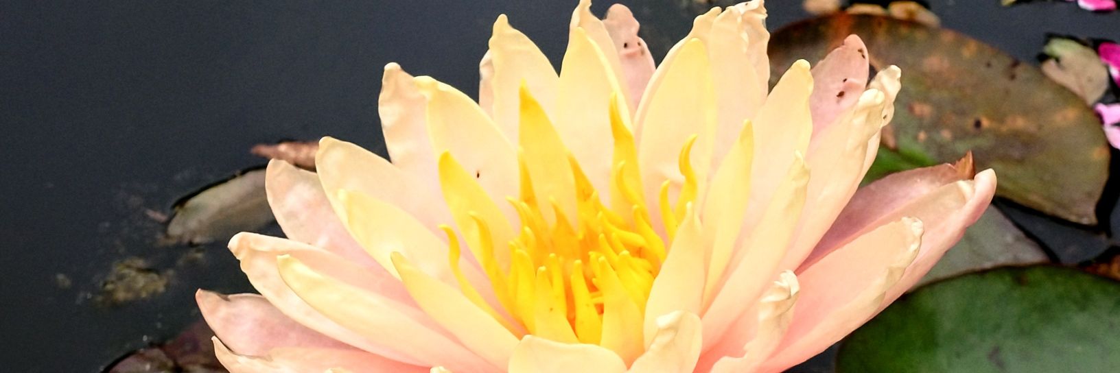 pee_desuyo's profile banner image
